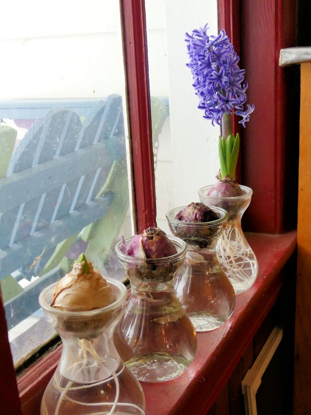 hyacinths forcing on a window sill