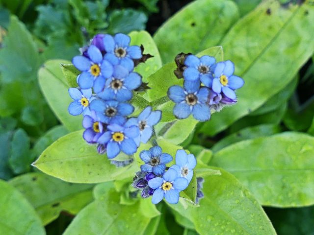 forget-me-nots in October