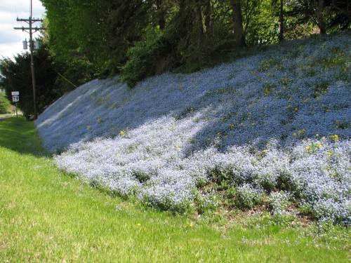 steep roadside bank covered in forget-me-nots