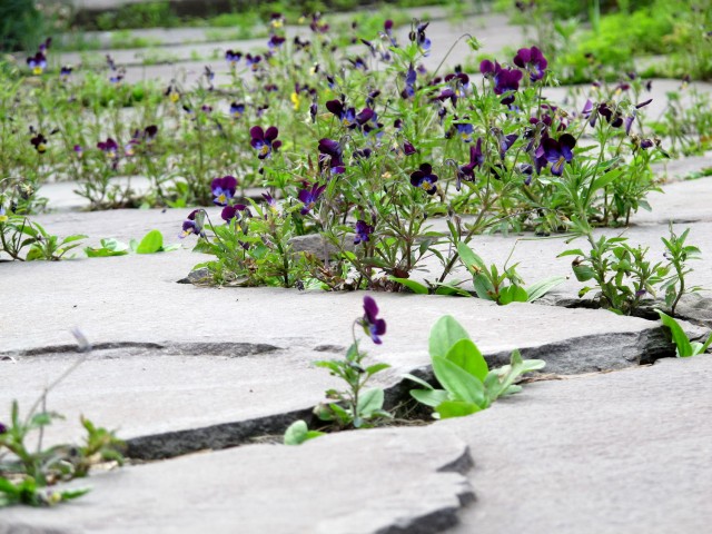 Violas in stone walk at coldclimategardening.com