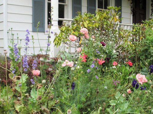 Various annual poppies, larkspur, and love-in-a-mist (Nigella) give this border a cottage garden look.