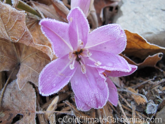 frosted colchicum