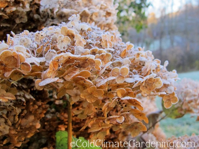 frosted hydrangea