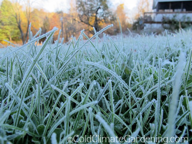 frost on lawn grass
