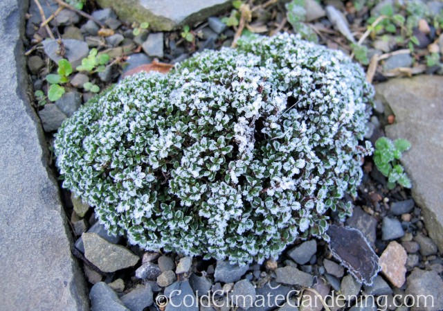 frost covered Elfin thyme