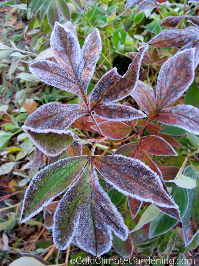 frosted peony leaves