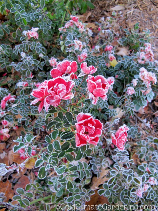 frosted roses and leaves