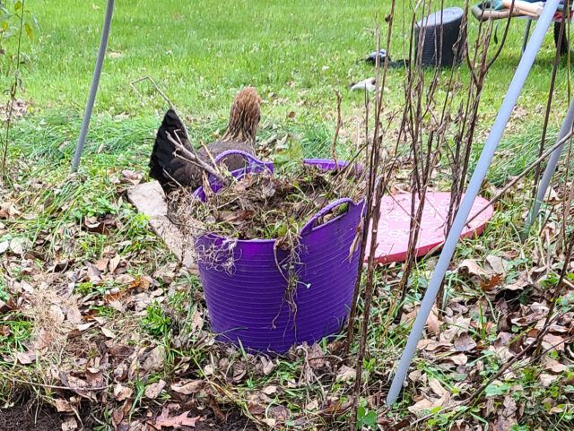 bucket of weeds with chicken
