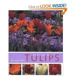 Gardening with Tulips by Michael King