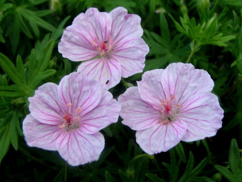 This plant is easy to take for granted, growing almost anywhere with little care, so I just wanted to give a shout out to Geranium sanguineum var. striatum.