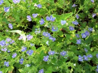germander speedwell plant with tiny blue flowers