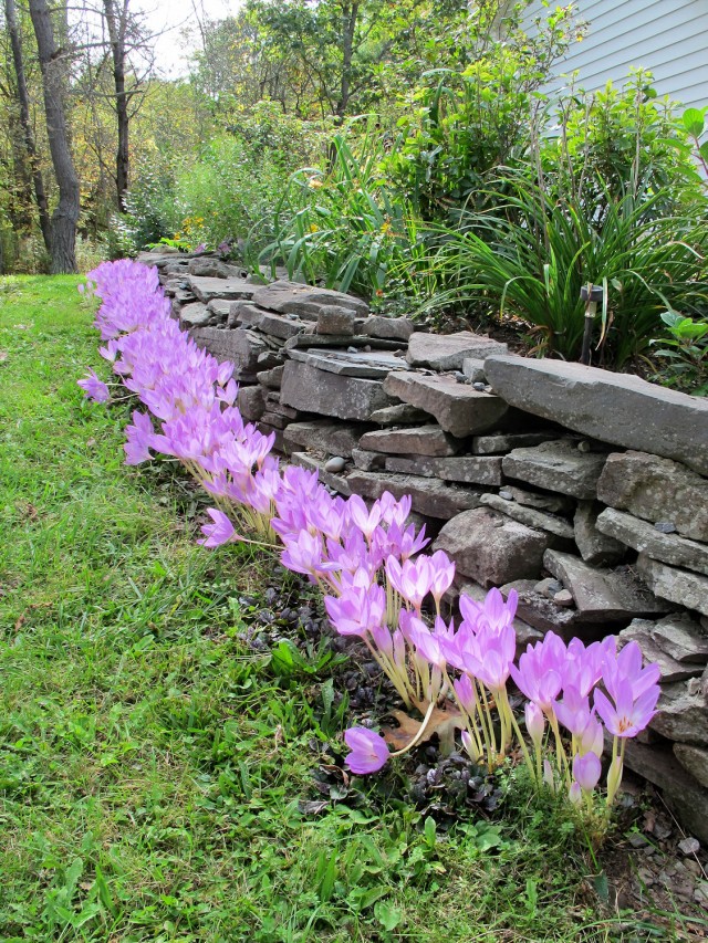 The Giant colchicum