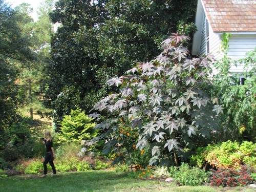This castor bean plant at Montrose Gardens dwarfs the woman walking past, and is giving the two-story building a run for its money.
