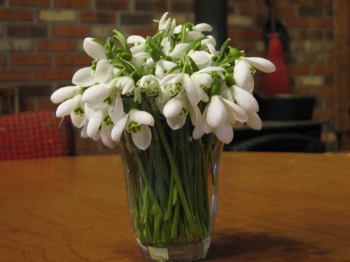 Juice glass full of snowdrops