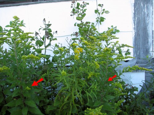 Arrows point to rough-stemmed goldenrod. It has the widest leaves of the common ones. September 2008 (click on image to enlarge)