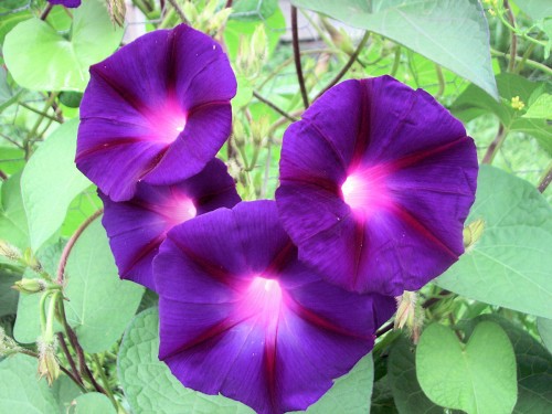 My daughter Cadie planted these Grandpa Otts morning glories.