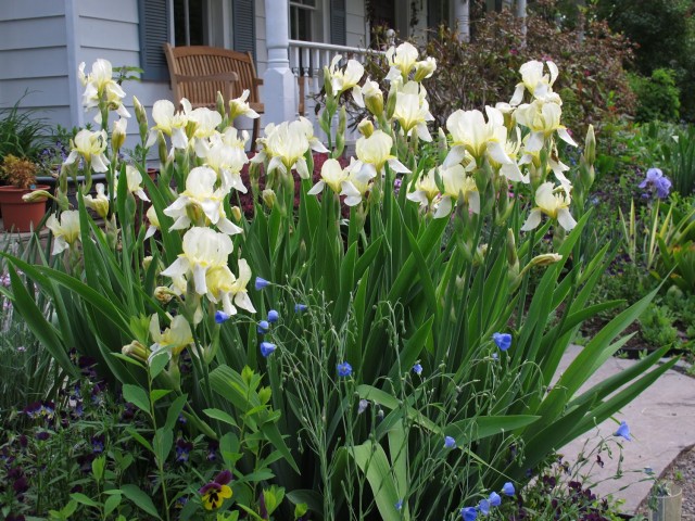 Iris 'Flavescens' is a yellow heirloom iris that is hardy and low maintenance.