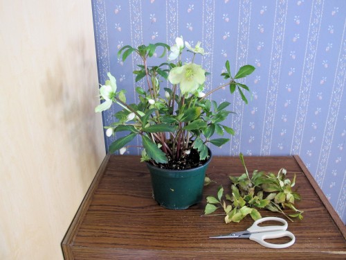 Trim dead leaves off your houseplants to keep them healthy and attractive