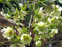Cream colored hellebore from Hitch Lyman's garden