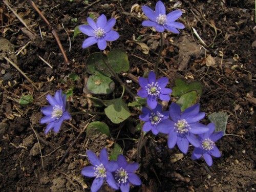 violet blue hepatica flowers