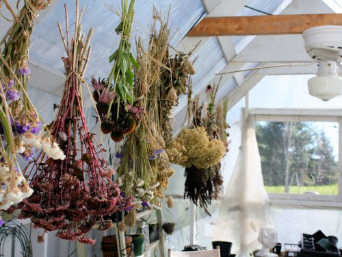 Neil Moran Herb drying in a greenhouse