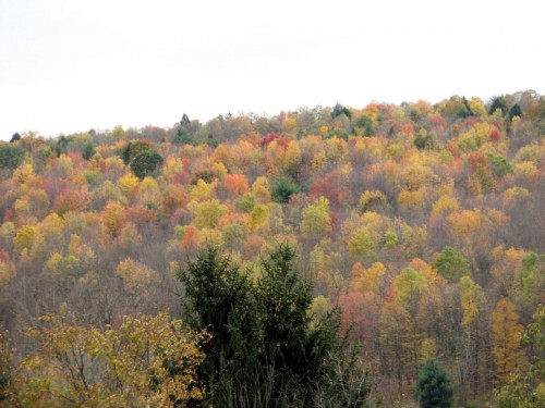 The hillside was past peak color two days ago, but still looked pretty.