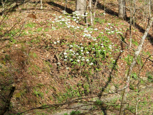 hobblebush on creek bank