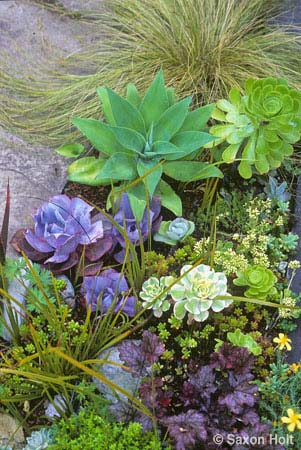 Tender succulents in annual border
