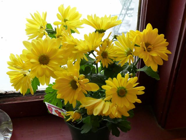 yellow daisy houseplant chrysanthemum
