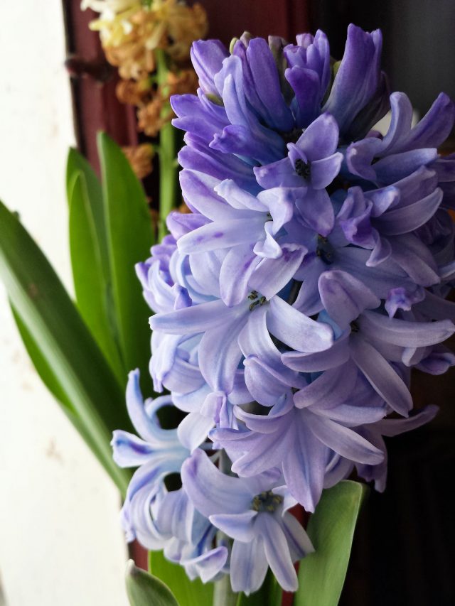 hyacinth bloom close up