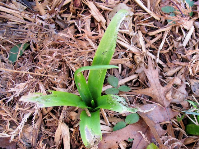 hyacinth leaves