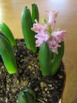 pink hyacinths forced in pot