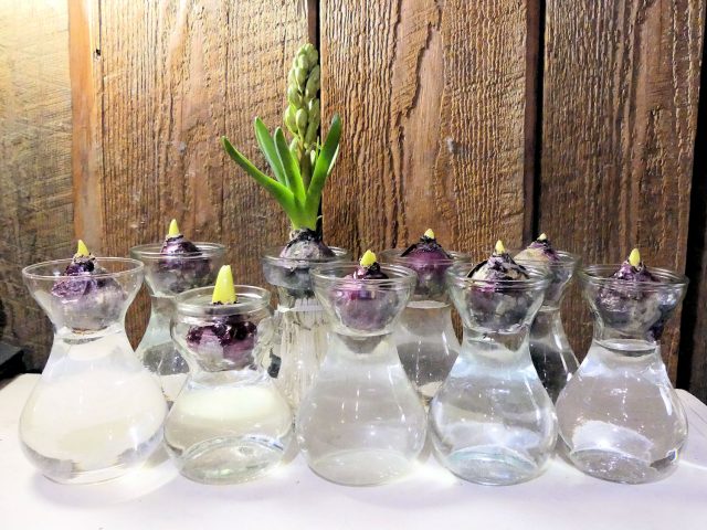 hyacinths on glass