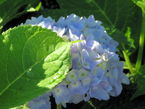 This year, my Endless Summer hydrangea is blooming abundantly.