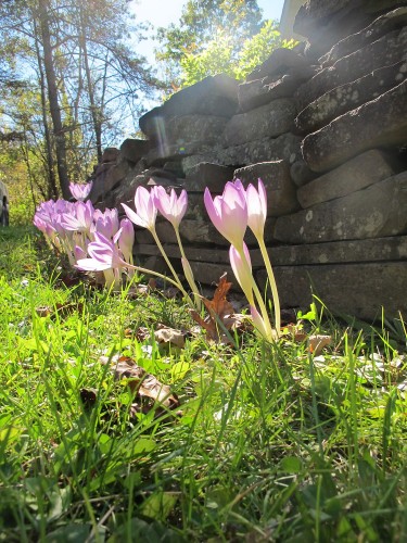 impostor colchicums by stone wall