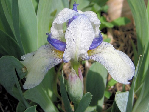 miniature iris from a gardening friend