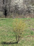 image of Cornelian cherry in foreground, Juneberry in background