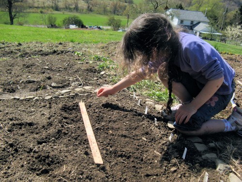 Even young children take gardening seriously and want to succeed. (Photo by Cadence Purdy)