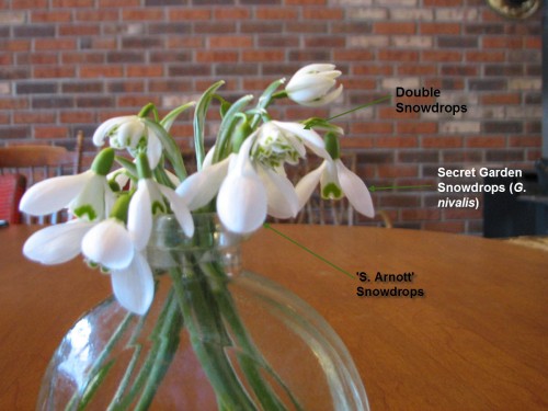 Labeled Snowdrops