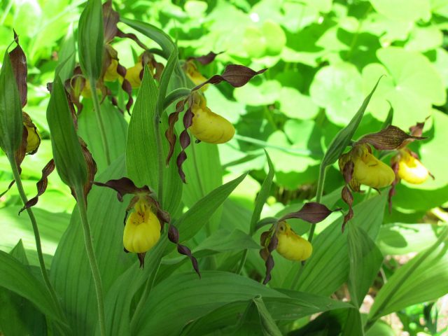 Lady's slipper orchids native to North America