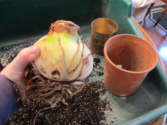 large amaryllis bulb from Longfield Gardens