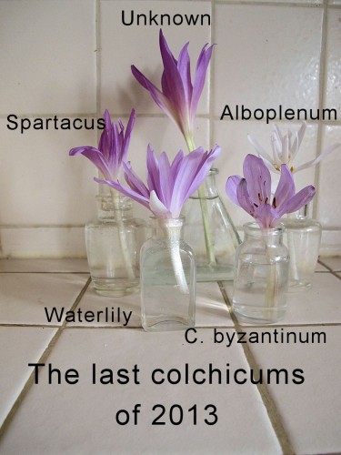 These were the last colchicums to bloom in my garden.