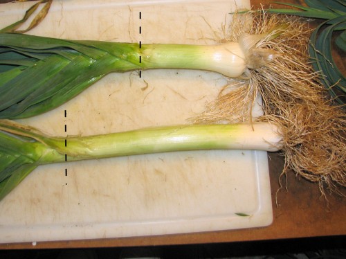 Most recipes advise using only the white part of the leek, but I usually trim them where the leaves start branching, as indicated by the dotted line.