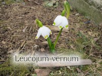 Leucojum vernum, spring snowflake