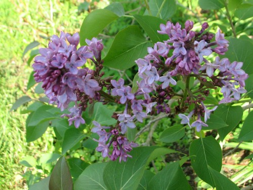 Cluster of lilac blooms