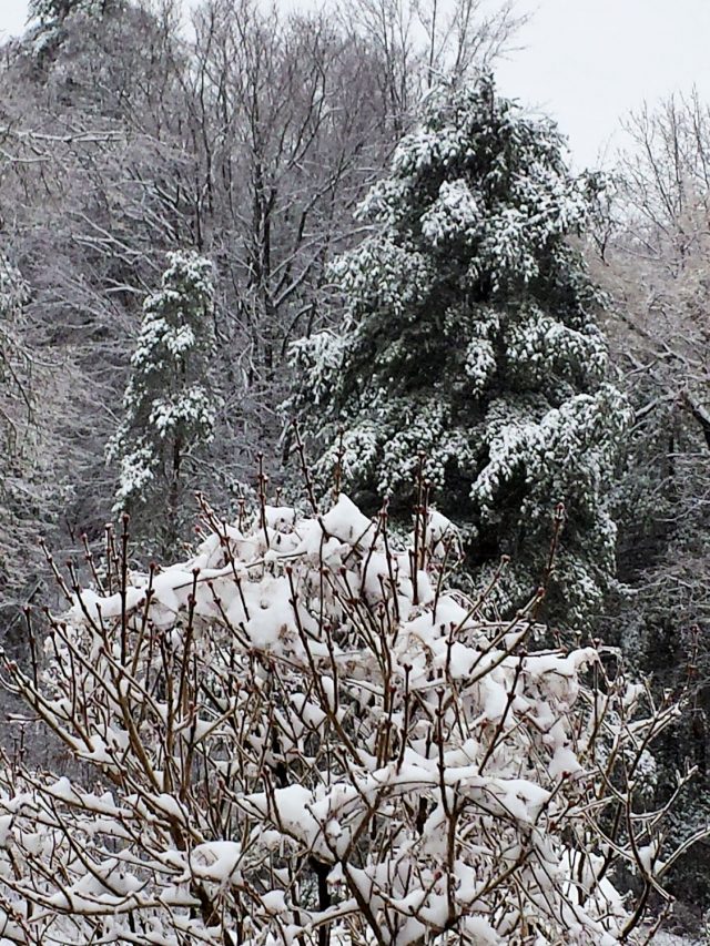 lilac and conifer in snow