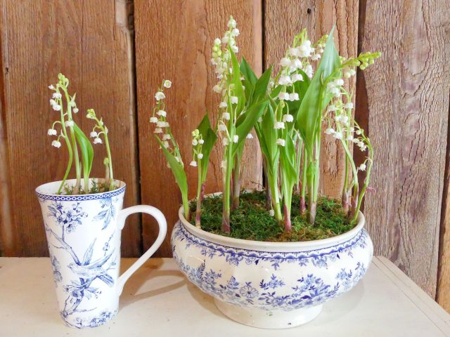 lily of the valley in mug and tureen
