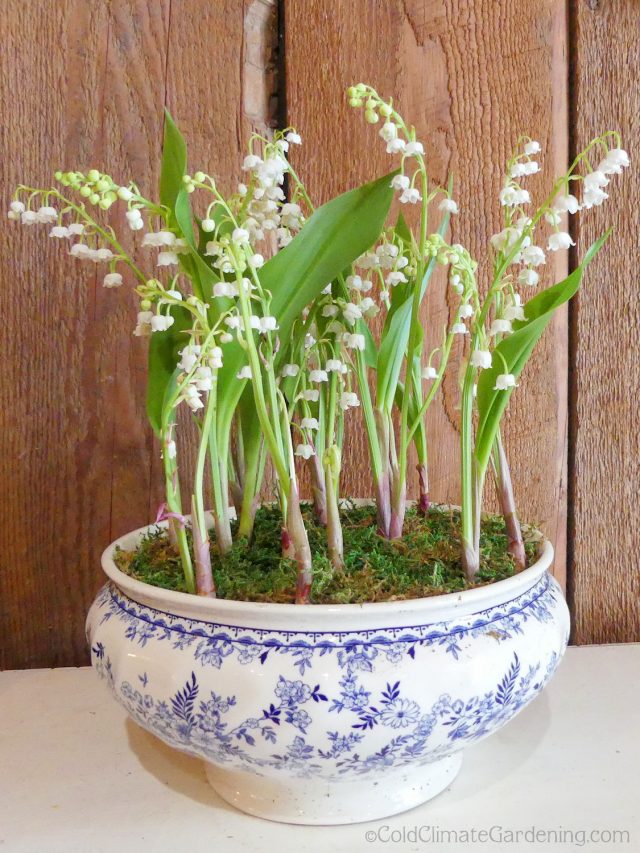 lily of the valley in tureen