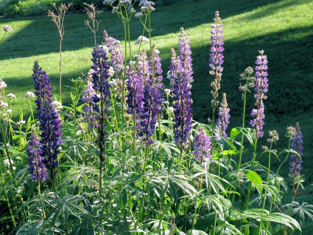 Self-sown lupines