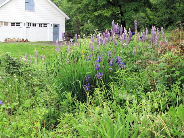 Purple lupines, purple iris, gold iris